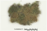 藏品(青苔科)的圖片